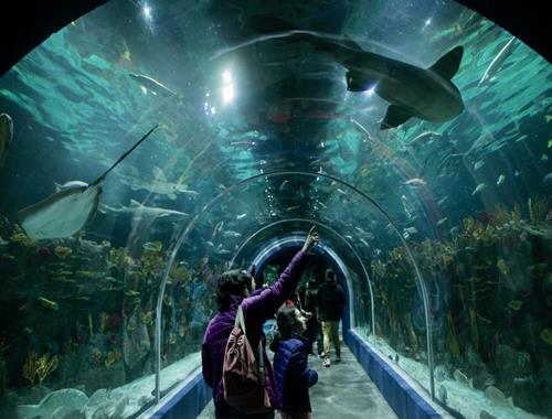 Turibus + Michin Aquarium
