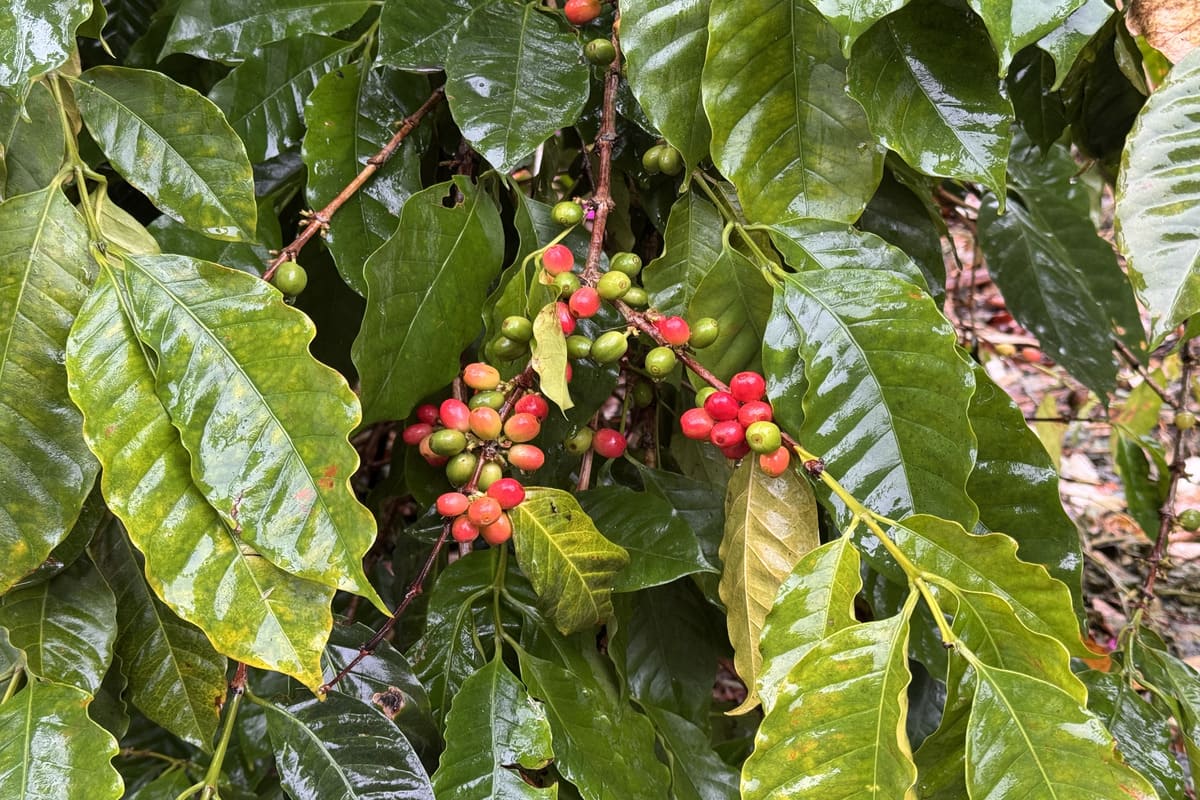 Coffee plantations located in the Magical Town of Coatepec Veracruz.