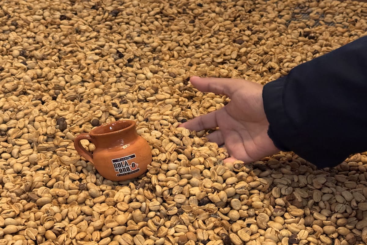 Coffee bean roasting process, demonstration at Bola de Oro Museum.
